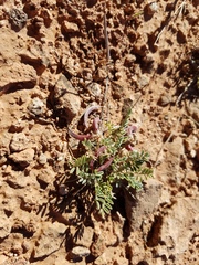 Astragalus monumentalis