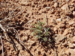 Astragalus monumentalis