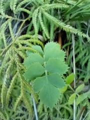 Gingidia grisea
