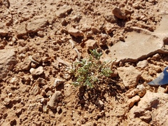 Astragalus monumentalis