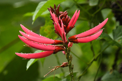 Erythrina americana