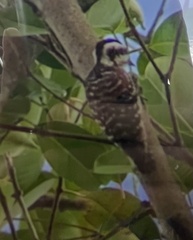 Yungipicus moluccensis