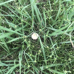 Conocybe apala albipes