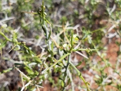 Rhinotropis acanthoclada