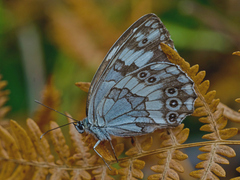 Melanargia syriaca