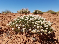 Eriogonum clavellatum
