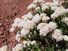 Eriogonum clavellatum