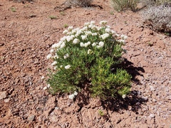 Eriogonum clavellatum