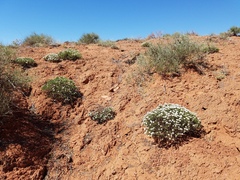 Eriogonum clavellatum