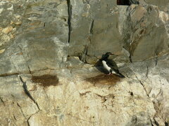 Leucocarbo magellanicus