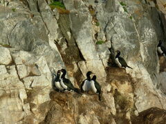 Leucocarbo magellanicus