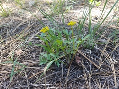 Cymopterus beckii