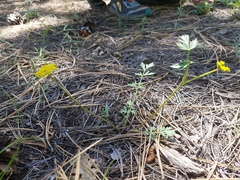 Cymopterus beckii