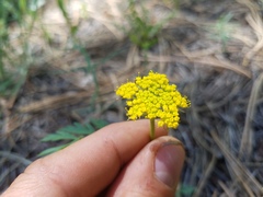 Cymopterus beckii