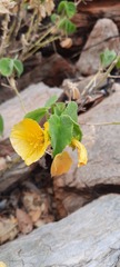 Abutilon leucopetalum