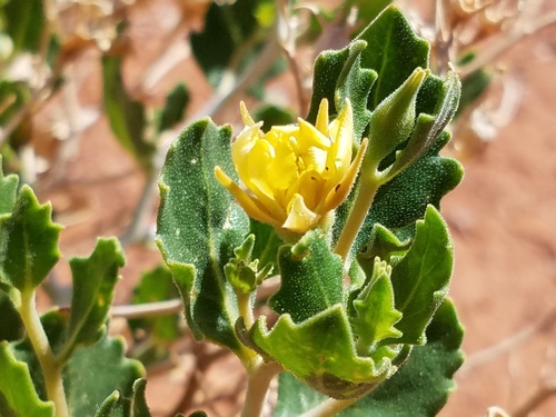 Shultz's Blazingstar (Mentzelia shultziorum)