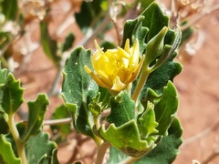 Mentzelia shultziorum