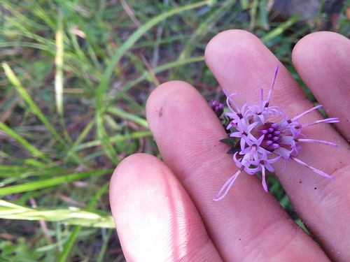 Appalachian blazing star (Liatris squarrulosa)