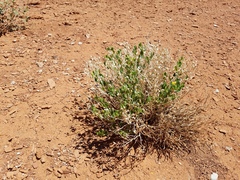 Mentzelia shultziorum