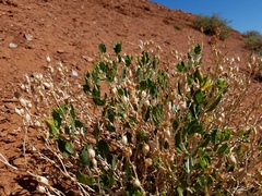 Mentzelia shultziorum