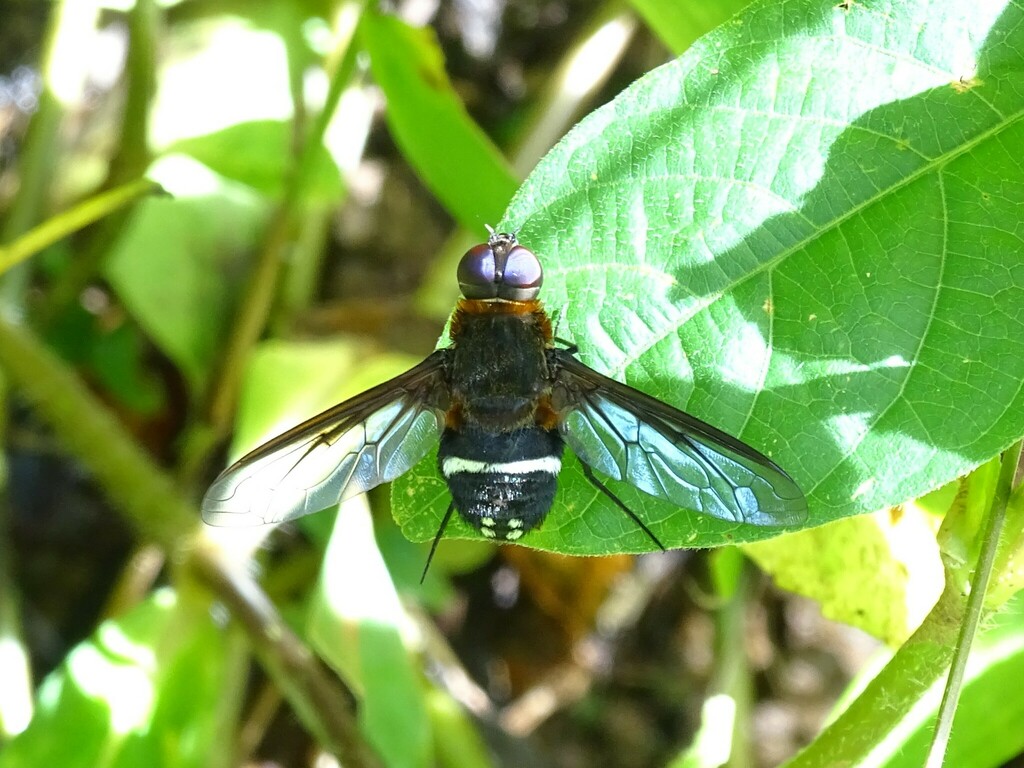 Ligyra doryca