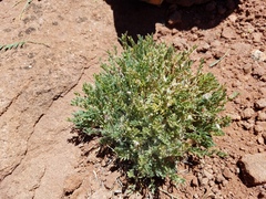 Astragalus desperatus