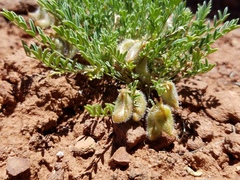 Astragalus desperatus