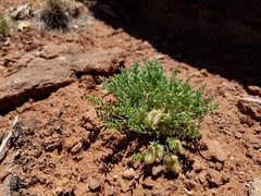 Astragalus desperatus