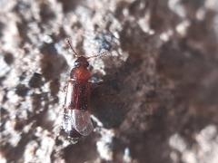 Omaliinae