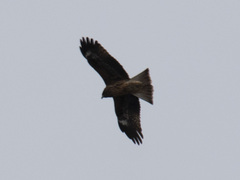 Milvus migrans lineatus