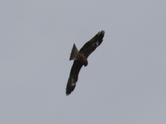 Milvus migrans lineatus