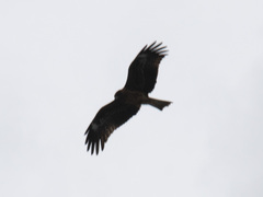 Milvus migrans lineatus