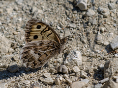 Pseudochazara geyeri