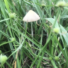 Conocybe apala albipes