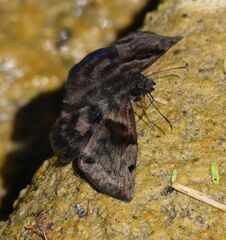 Ebrietas anacreon