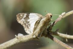 Heliopetes omrina