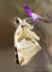 Heliopetes omrina