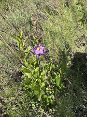 Solanum parishii