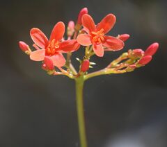 Jatropha nudicaulis
