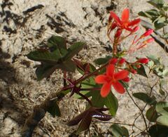 Jatropha nudicaulis