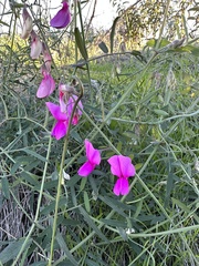 Lathyrus vestitus alefeldii