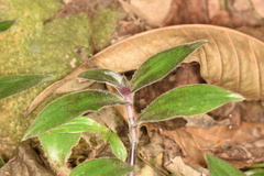 Belosynapsis ciliata