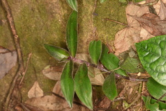 Belosynapsis ciliata