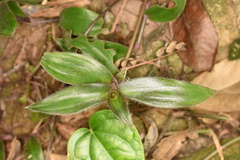 Belosynapsis ciliata