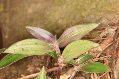 Belosynapsis ciliata