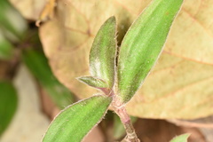 Belosynapsis ciliata