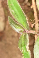 Belosynapsis ciliata