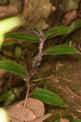 Belosynapsis ciliata