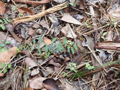 Phyllanthus virgatus