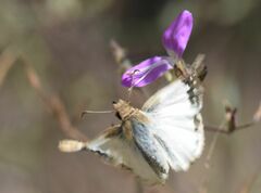 Heliopetes omrina